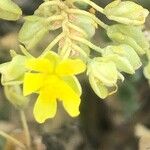 Helianthemum squamatum Flor