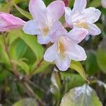 Weigela florida Flower