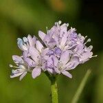 Gilia achilleifolia Λουλούδι