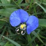 Commelina erecta Blomst