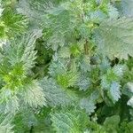 Urtica urens موطن