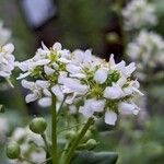 Cochlearia officinalis Flor