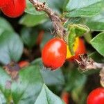 Cotoneaster simonsii Fruit