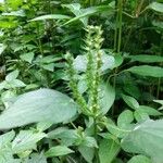 Acalypha setosa Fleur