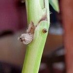 Epipremnum aureum Corteza