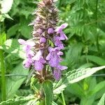 Stachys palustris फूल