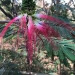 Calliandra houstoniana Flower