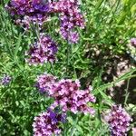 Verbena bonariensisFlor