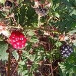 Rubus nemoralis Frukto