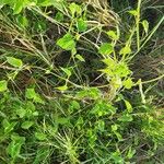 Pentarrhinum insipidum Blatt