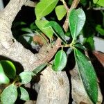 Ficus retusa बार्क (छाल)