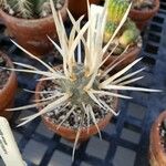 Tephrocactus articulatus 葉