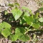 Benincasa hispida Lehti
