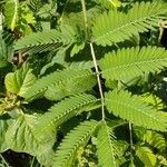 Mimosa quadrivalvis Leaf