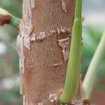 Ficus obliqua Bark