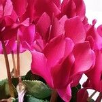 Cyclamen repandum Квітка