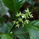 Palicourea racemosa 花