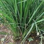 Dietes bicolor Leaf