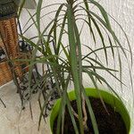 Dracaena marginataBlatt