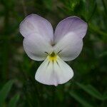 Viola corsica Žiedas