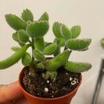 Cotyledon tomentosaLeaf