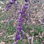 Callicarpa americana Plod