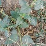 Trichodesma africanum Hoja