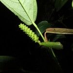 Anthurium microspadix Flor