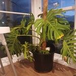 Monstera deliciosaLeaf