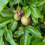 Passiflora edulis Owoc