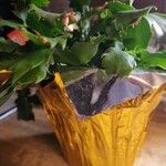 Schlumbergera bridgesii Fulla