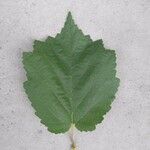 Corylus colurna Leaf