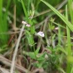 Scutellaria minor Natur