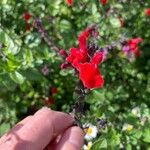 Salvia greggiiFlower