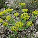 Euphorbia seguieriana Hábitos