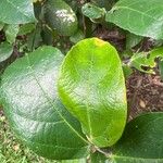 Ficus coronata Folio