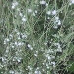 Parthenium hysterophorusКвітка