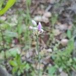 Allium roseumFlower