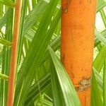 Areca vestiaria Leaf