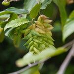 Flemingia strobilifera Fruit