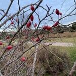 Rosa dumalis Fruit