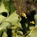 Dioscorea alata Плод