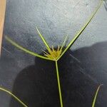Cyperus polystachyos Flower
