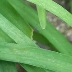 Ipheion uniflorum Leaf