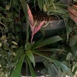 Tillandsia fasciculata 花