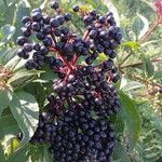 Sambucus ebulus Fruit