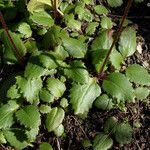 Micranthes californica Leaf