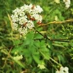 Chaerophyllum aromaticum 花