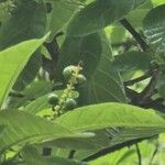 Coccoloba lucidula Fruit