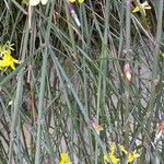 Jasminum nudiflorum Bark